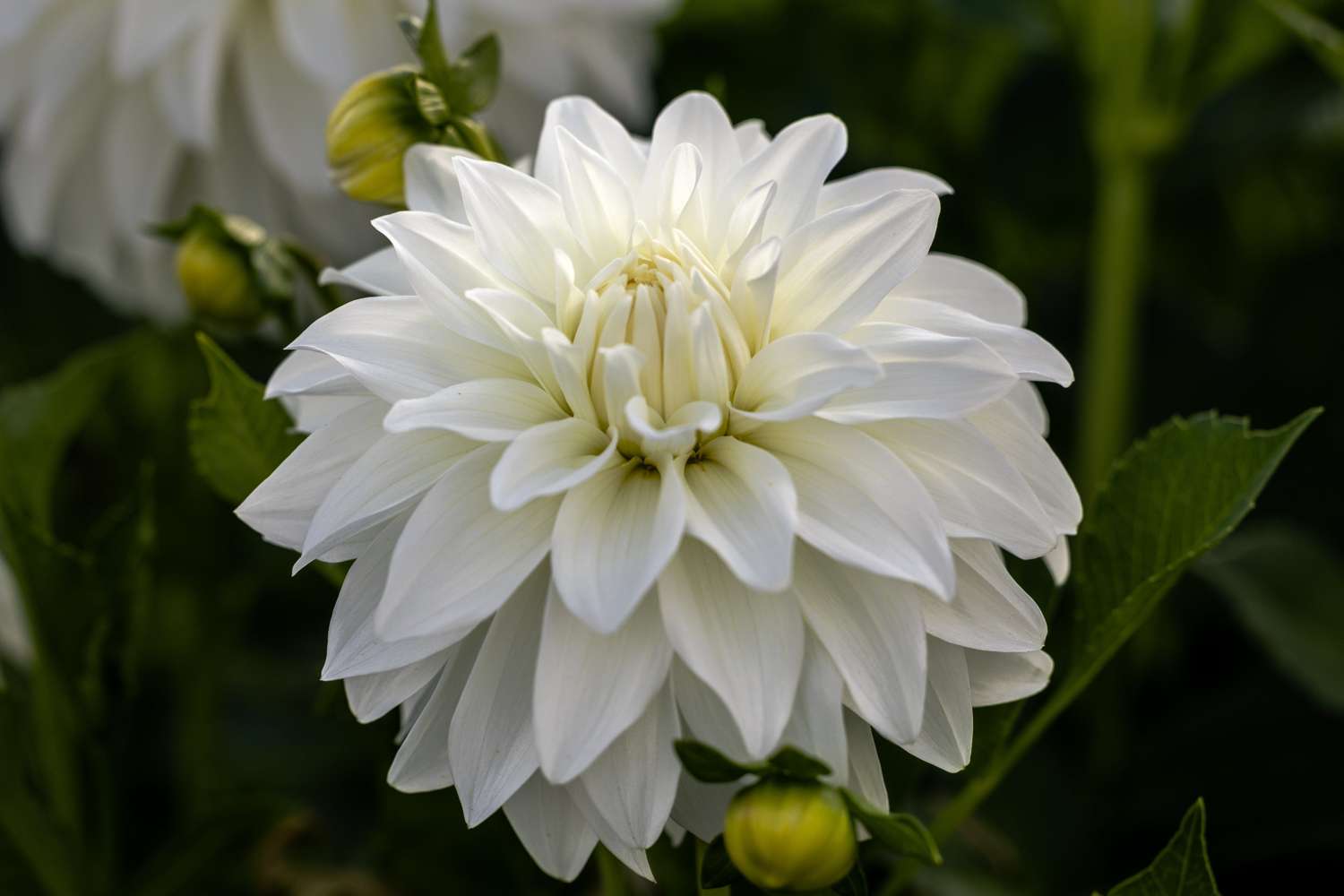 Dahlie 'Lady Liberty'